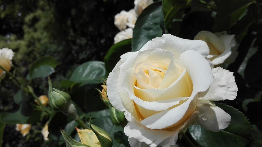 rose, garden, flower, spring, flowering plant, beauty in nature HD wallpaper