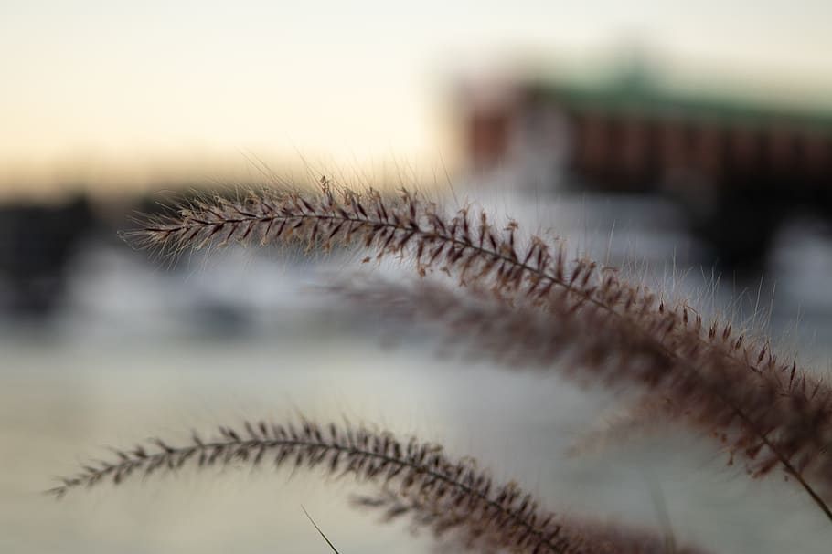 plant, crop, nature, green, summer, blur, selective focus, close-up HD wallpaper