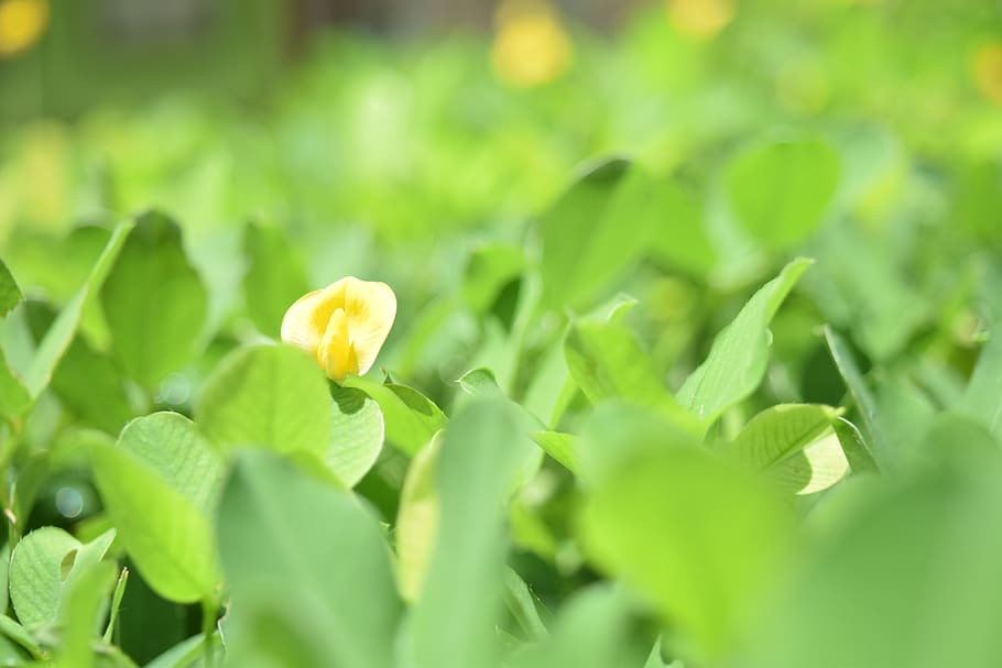 flower, grass, yellow, plant, flowering plant, freshness, beauty in nature HD wallpaper