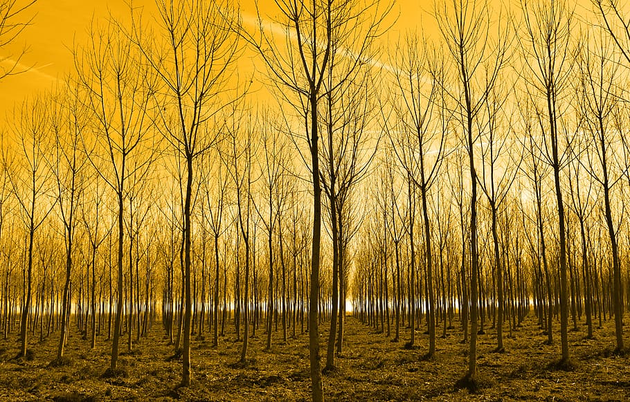 orange, texture, tree, plant, tranquility, land, forest, beauty in nature HD wallpaper