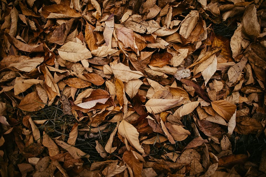 pile of brown wilted leaves, autumn, ground, autumnal, autumn colours, HD wallpaper