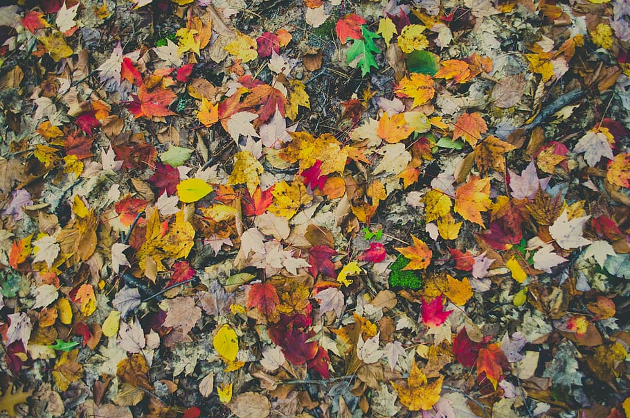 assorted-color leaves on ground, autumn, change, plant part, leaf HD wallpaper