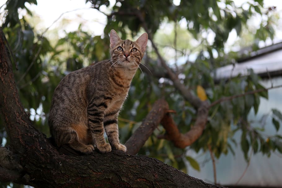 cat, small, cute, tree, climbing, mammal, animal themes, feline HD wallpaper