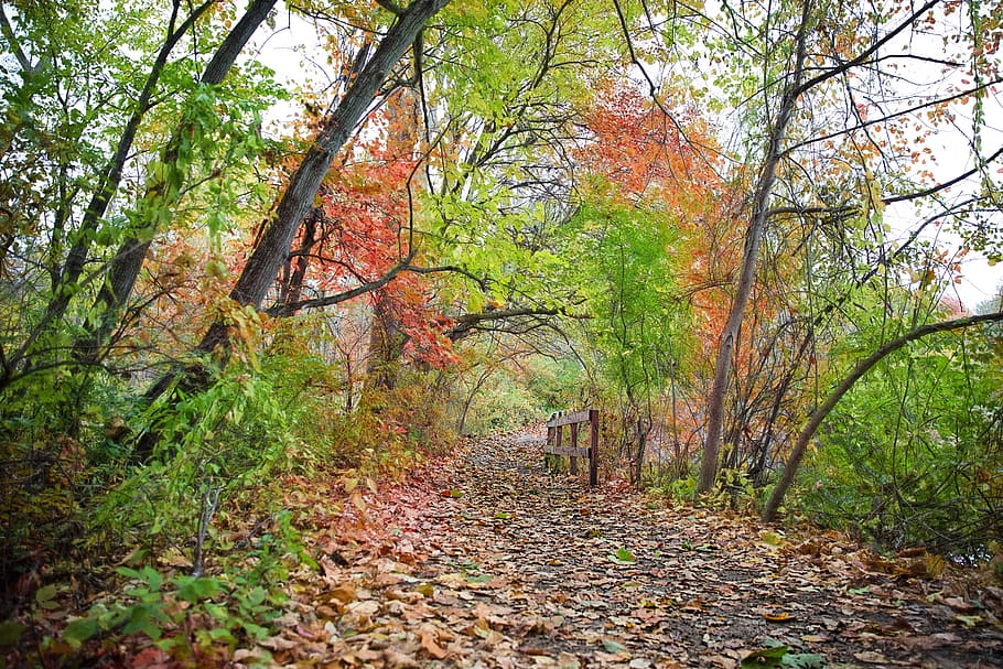 path, fall, autumn, fall foliage, yellows, oranges, nature HD wallpaper