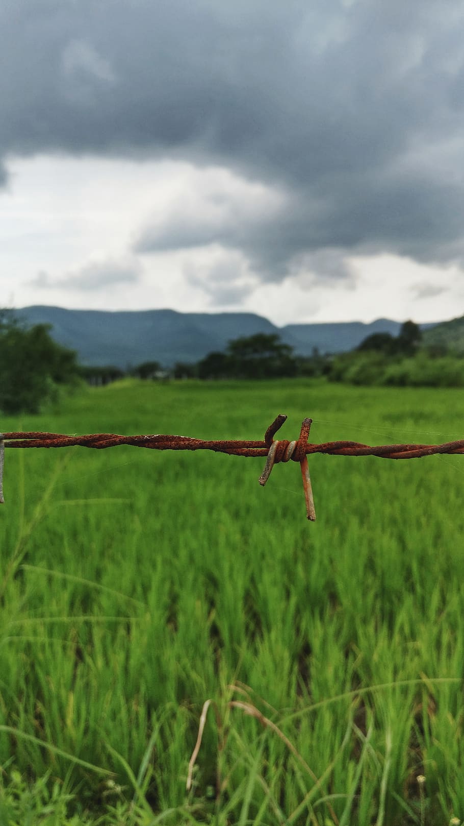 nature, wire, fence, cloud - sky, plant, field, landscape, grass HD wallpaper