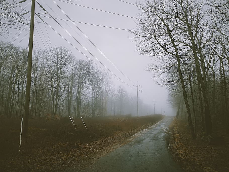 bare trees during daytime, nature, weather, fog, mist, outdoors HD wallpaper
