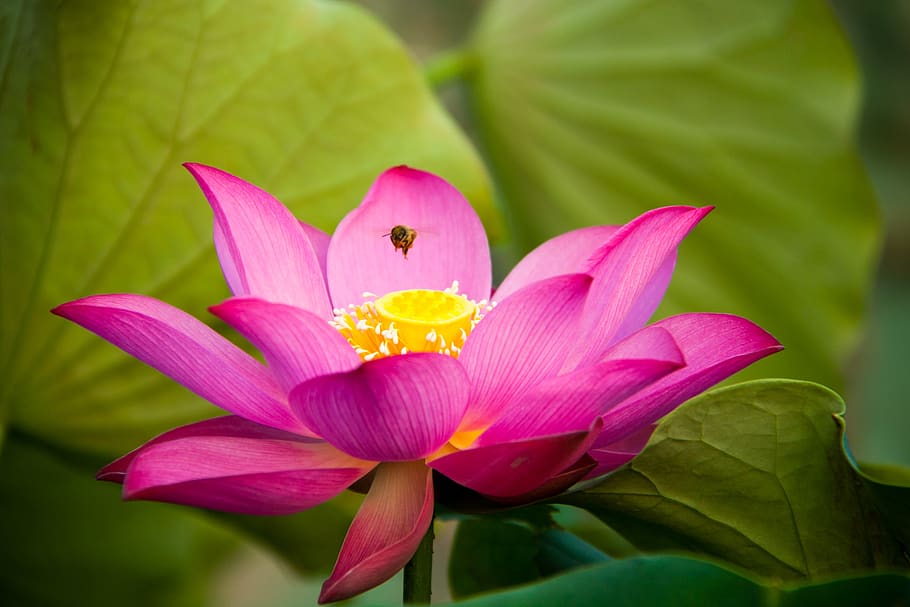 lotus, flora, flower, leaf, aquatic, pool, garden, summer, blooming HD wallpaper