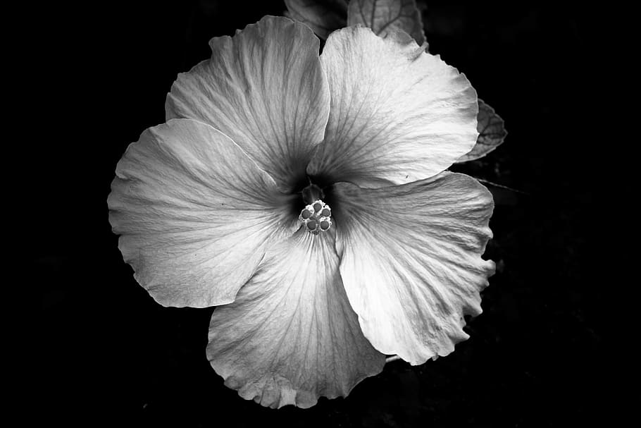grayscale photography of flower, plant, blossom, hibiscus, fungus