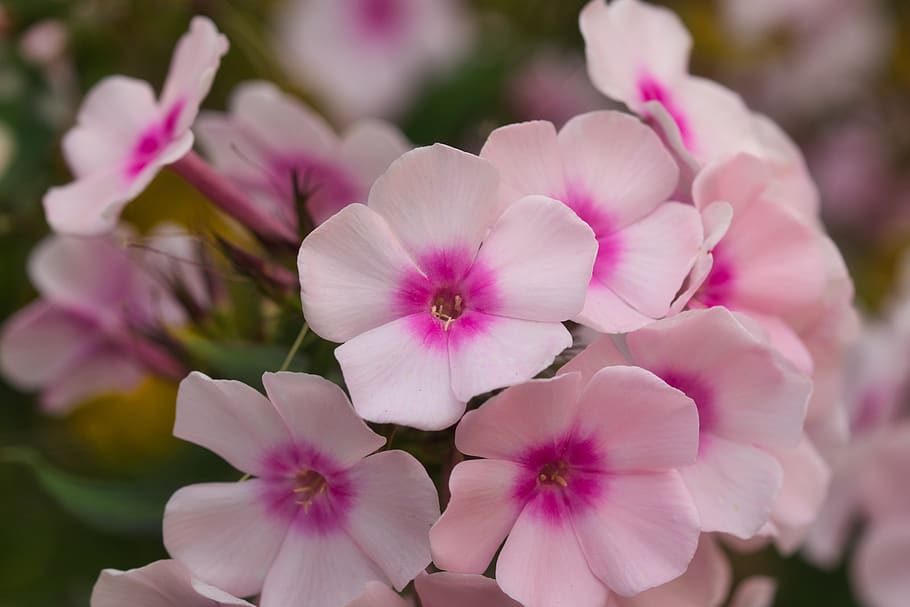 phlox, blossom, bloom, close up, pink, flower garden, flame flower HD wallpaper
