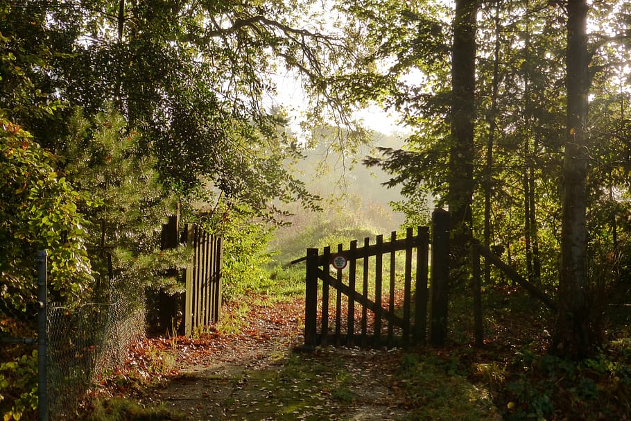 tree, nature, landscape, leaf, autumn, sun, plant, forest, growth HD wallpaper