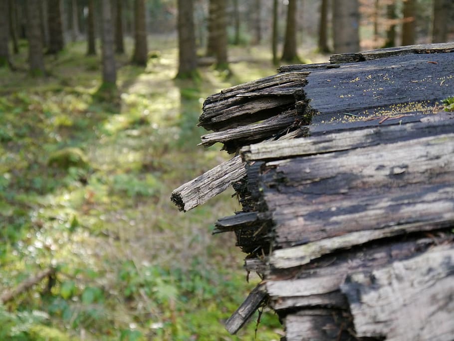 forest, tree, broken, wood - material, land, plant, day, focus on foreground HD wallpaper