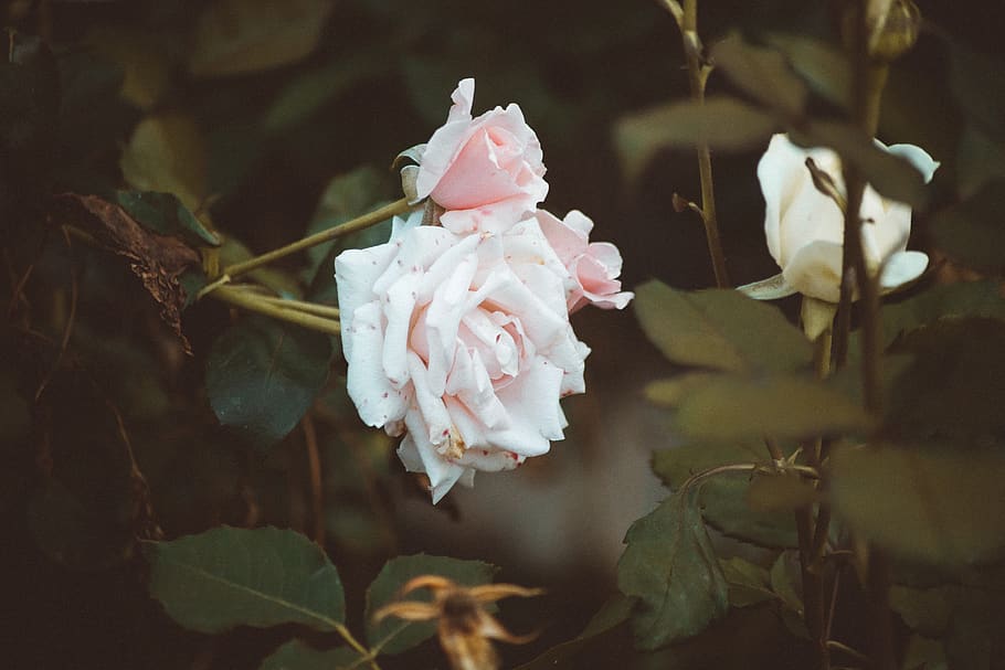 two white flowers, animal, mantis, insect, invertebrate, rose HD wallpaper