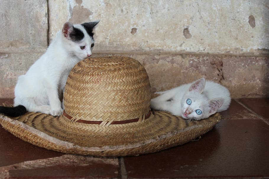 cats, hat, farm, white cat, blue eye, floor, wallpaper, mammal HD wallpaper