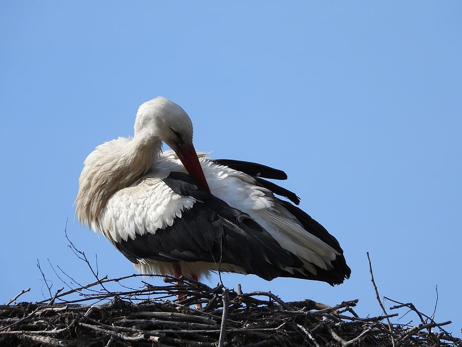 stork, socket, spring, plumage, bird, figure, beak, storks HD wallpaper