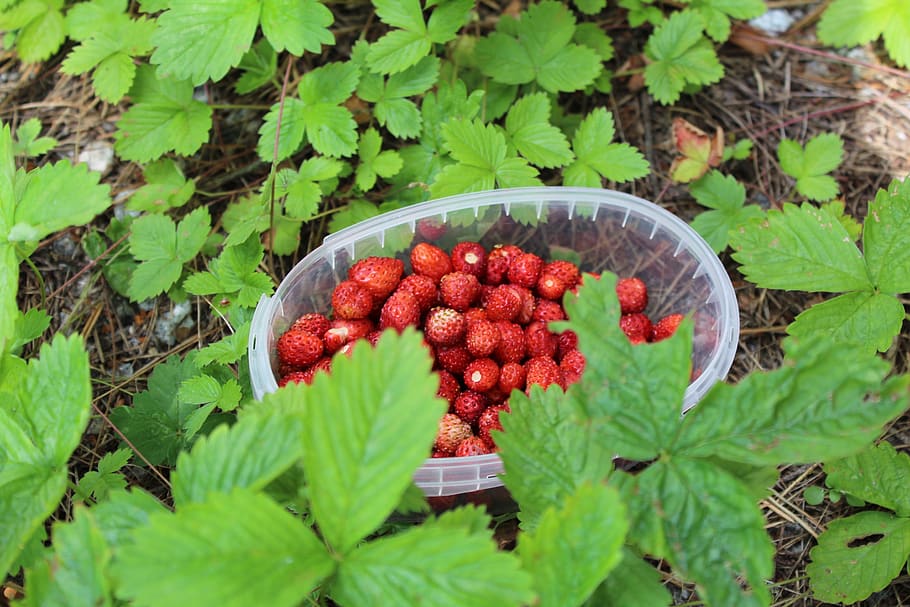 strawberry, summer, red, delicious, organic, fresh, food and drink HD wallpaper