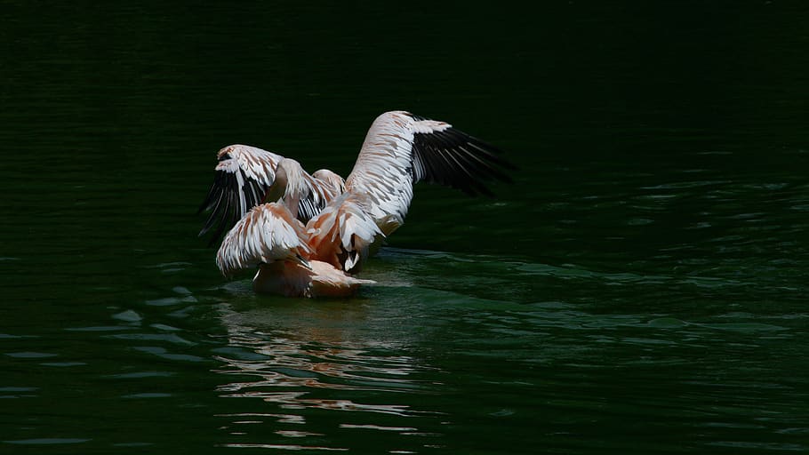 nepal, kathmandu, animals in the wild, animal wildlife, bird HD wallpaper