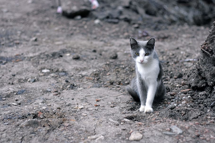 cat, grey, small, nature, animal, outdoor, outside, one animal HD wallpaper