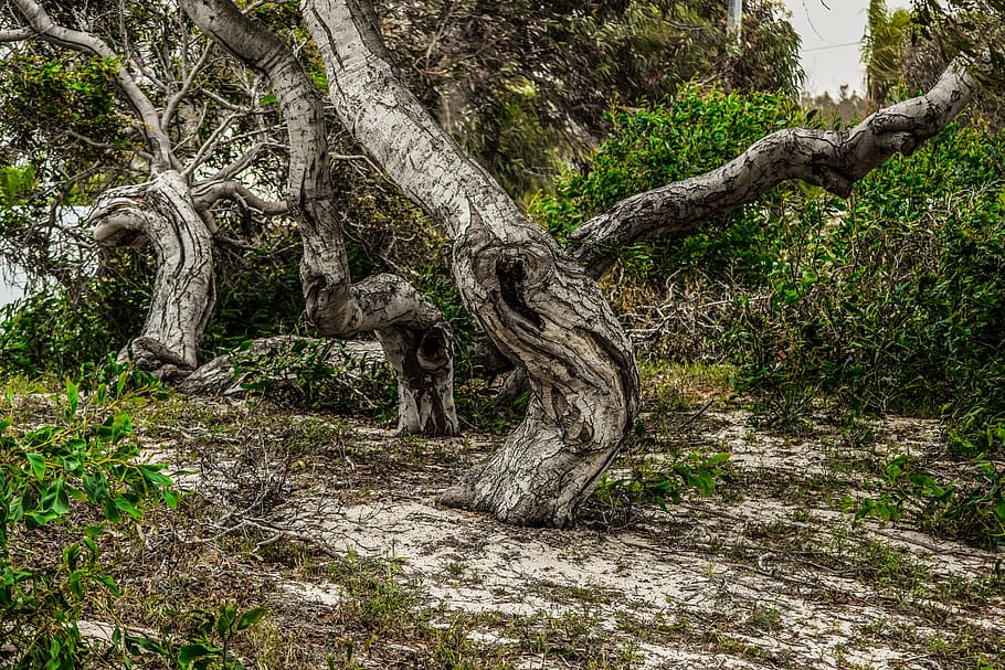 tree trunk, bole, dried, nature, wood, scenery, branches, glade HD wallpaper