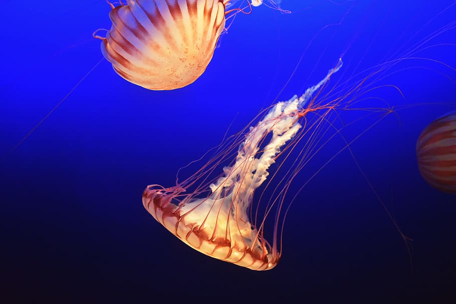 red and beige jellyfishes, jelly fish, ocean, sea, water, blue HD wallpaper