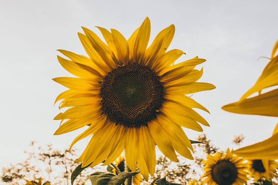 common sunflower, yellow, flowering plant, freshness, growth HD wallpaper