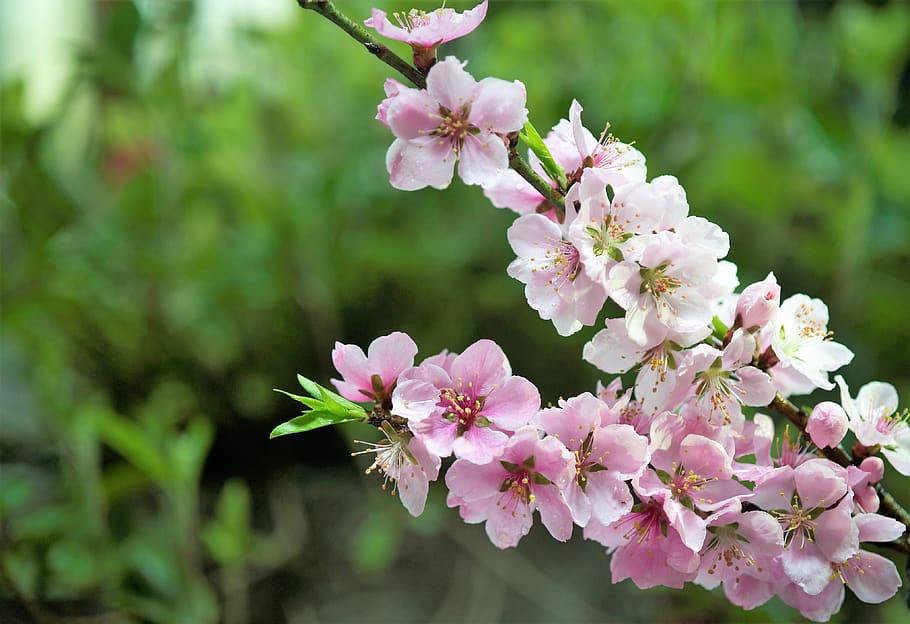 peach blossom, spring, flowering plant, freshness, fragility HD wallpaper