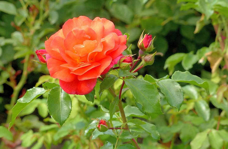rose, flower, bloom, pink, nature, beauty, flowering plant HD wallpaper