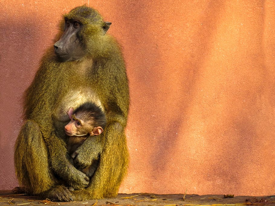 animal, ape, baboon, sphinx-baboon, family, mother and child HD wallpaper