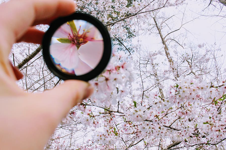 Person Holding Round Framed Mirror Near Tree at Daytime, bloom HD wallpaper