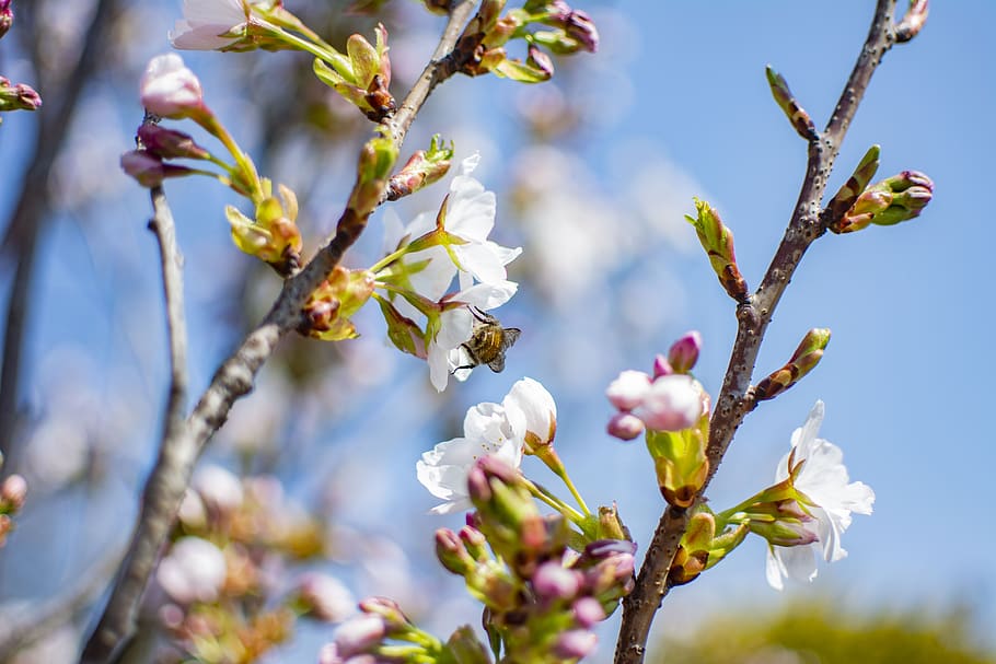 spring, sunny, flowers, nature, bright, plant, flowering plant HD wallpaper
