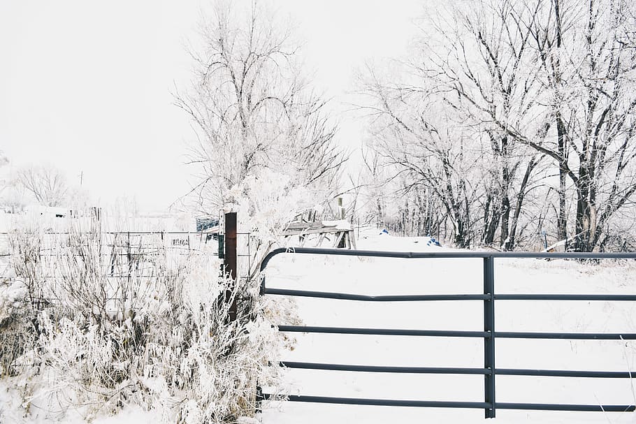 rustic, farm, gate, nature, winter, trees, snow, cold temperature HD wallpaper