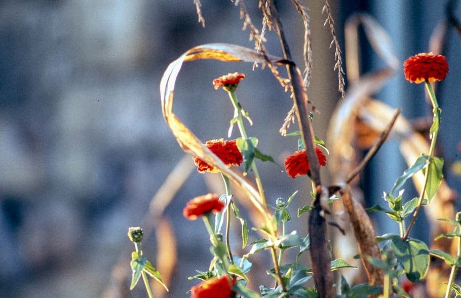 flowers, light, red, sun, growth, plant, close-up, beauty in nature HD wallpaper
