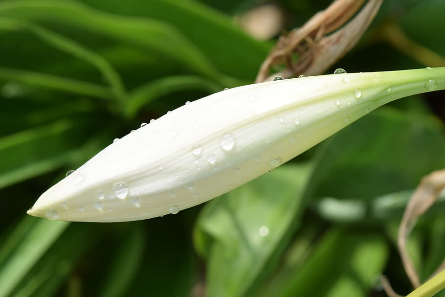 flower, rain, drop, plant, garden, flora, spring, damp, nature HD wallpaper