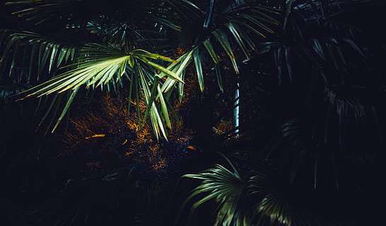 Palm Tree, backlit, dark, environment, exotic, light, nature HD wallpaper