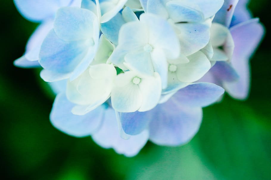 Smeraldo Flower Wallpaper | Best Flower Site