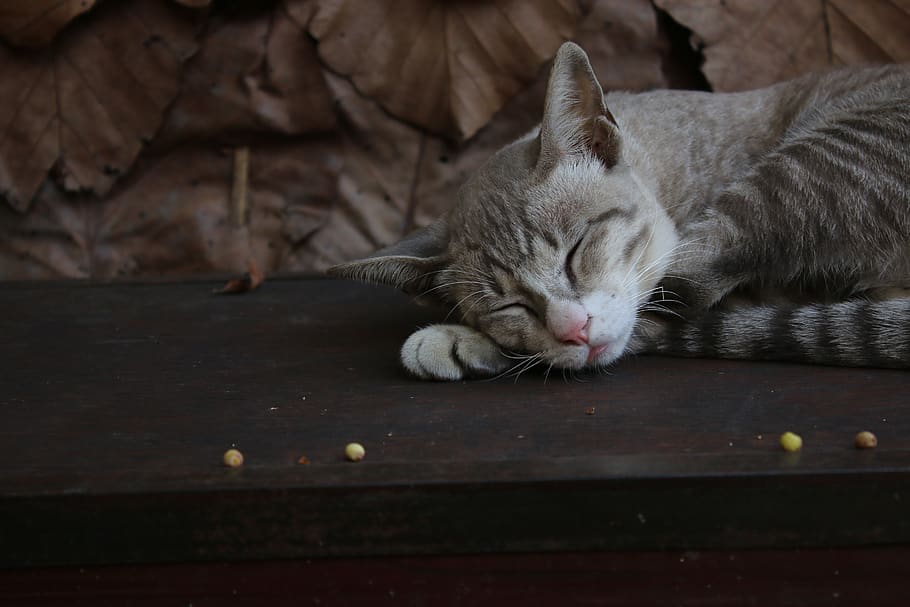 cat, kitty, hairy, cool, top, the nose, sleep, relax, dream