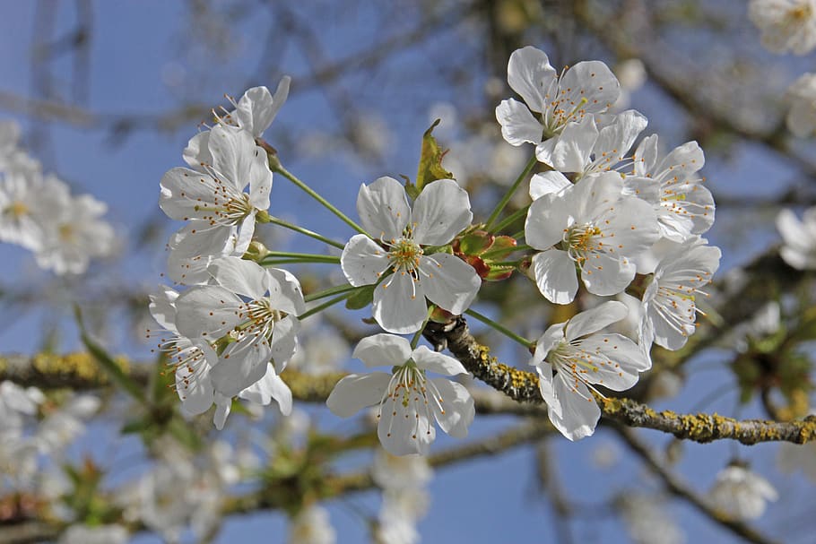 cherry blossoms, flowers, tree, spring, background, nature HD wallpaper
