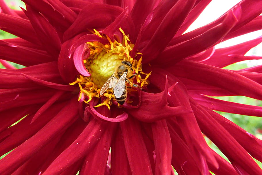 dahlia, red, flower, bee, pollen, bug, summer, petals, bees, HD wallpaper