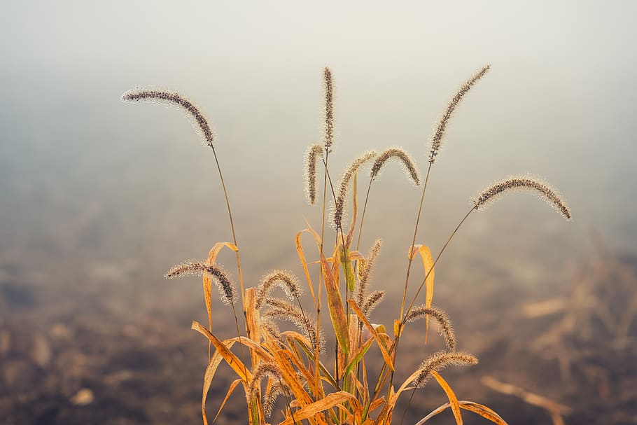 grass, field, arable, brown, autumn, fog, nature, rural, water HD wallpaper