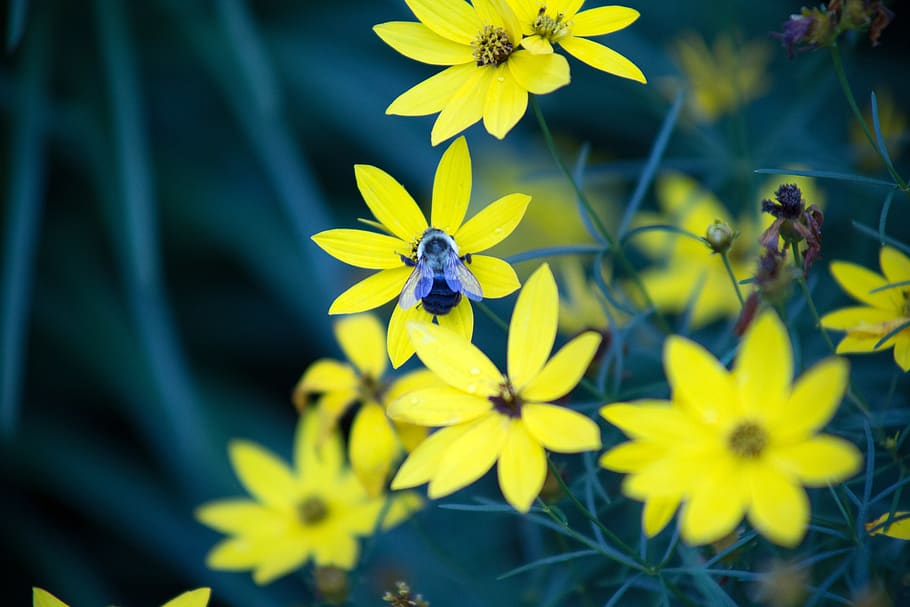 Yellow Petal Flowers, bee, bloom, blooming, blossom, blur, bright HD wallpaper