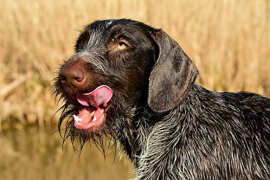 german wire haired pointer, dog, canine, animal, mammal, head