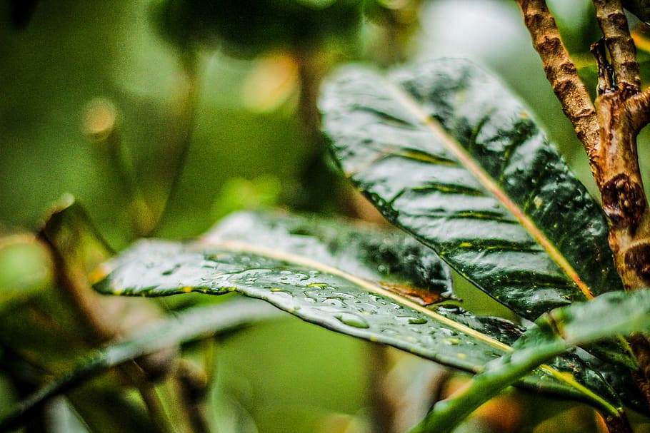 raindrops, nature, leaves, green, spring, trees, fiji, beauty HD wallpaper