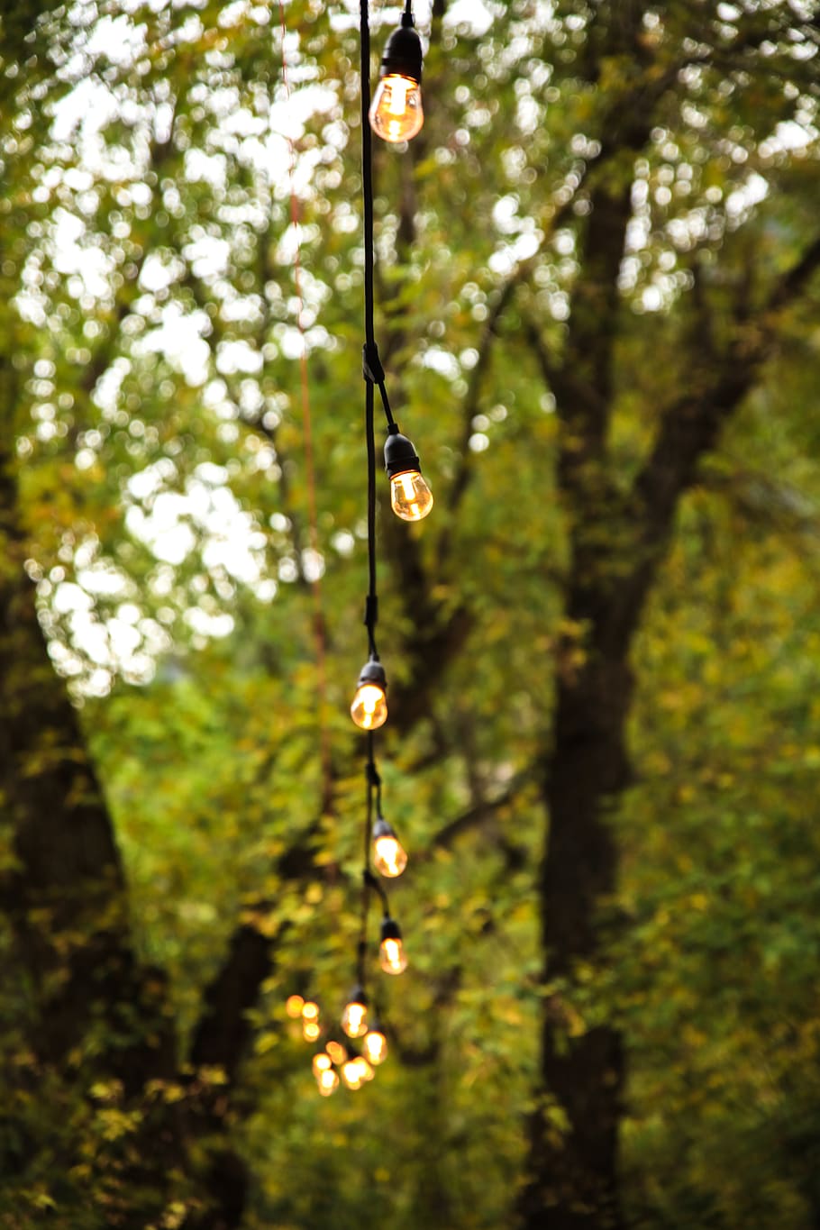 lights, string lights, blur, plant, tree, focus on foreground HD wallpaper