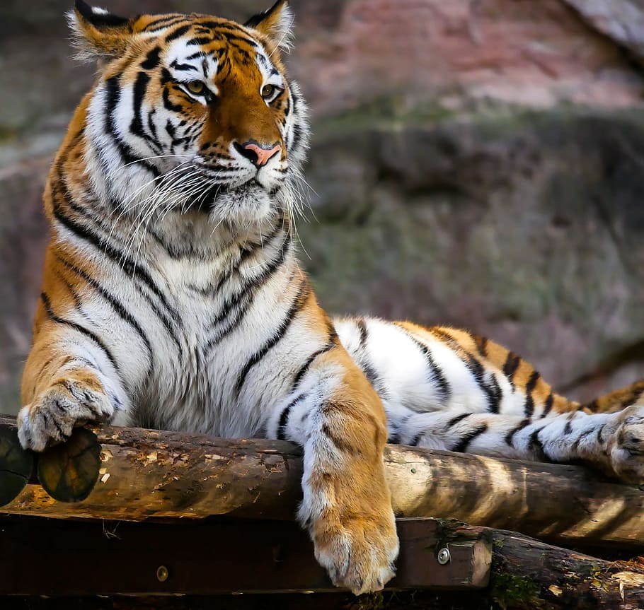 Tiger Sitting on Brown Logs Closeup Photography, animal, animal photography, HD wallpaper