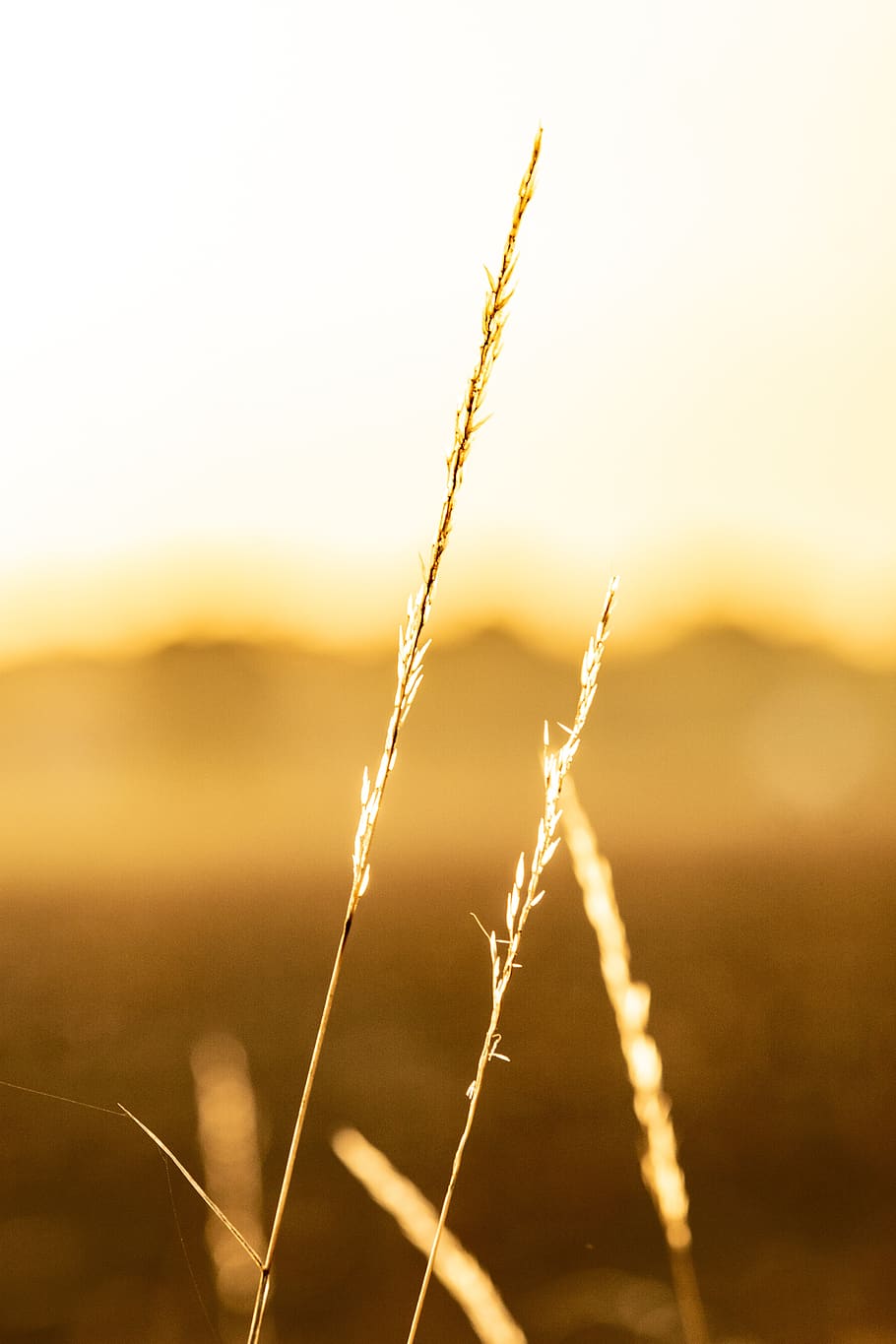 nature, grass, landscape, sunset, rest, field, still, evening HD wallpaper