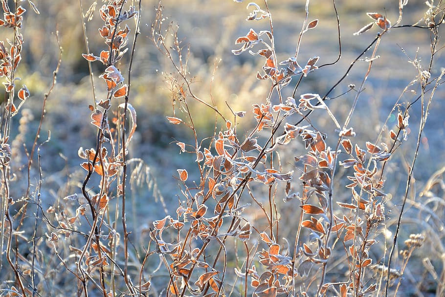 Shallow Focus of Brown and White Flower, beautiful, blur, branches HD wallpaper