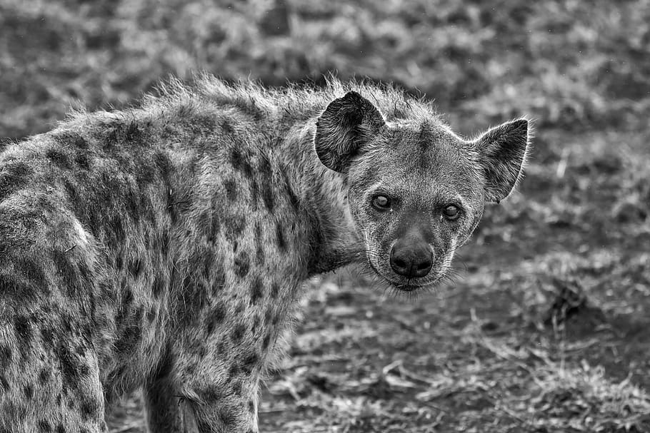 Grayscale Photography of Hyena, animal, animal photography, black and white