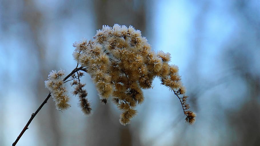 winter, eiskristalle, ice, cold, frost, frozen, hoarfrost, wintry HD wallpaper
