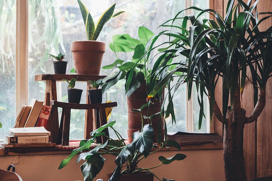 green plants, potted plant, indoors, leaf, plant part, no people HD wallpaper