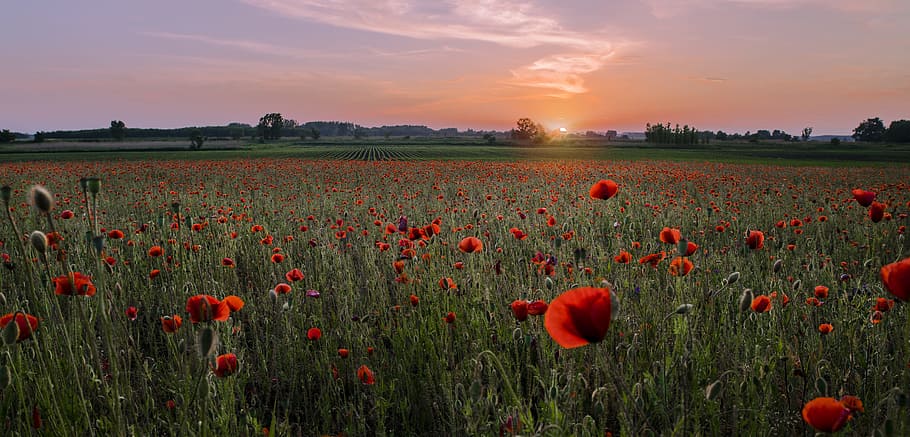 Red Pealed Flowers in Bloom, cropland, daylight, field, flora HD wallpaper