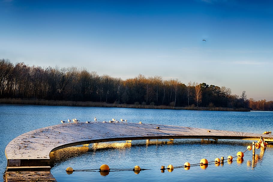 lake, water, jetty, web, away, bridge, grass, reed, sky, birds HD wallpaper